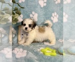Small #3 Mal-Shi