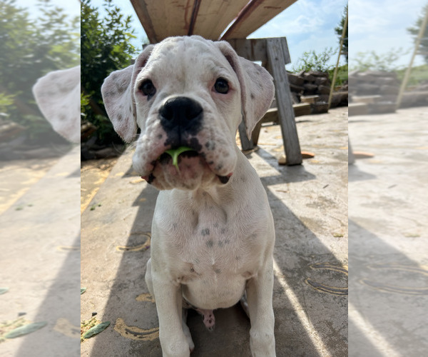 Medium Photo #5 Boxer Puppy For Sale in STRUM, WI, USA