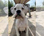 Small #4 Boxer