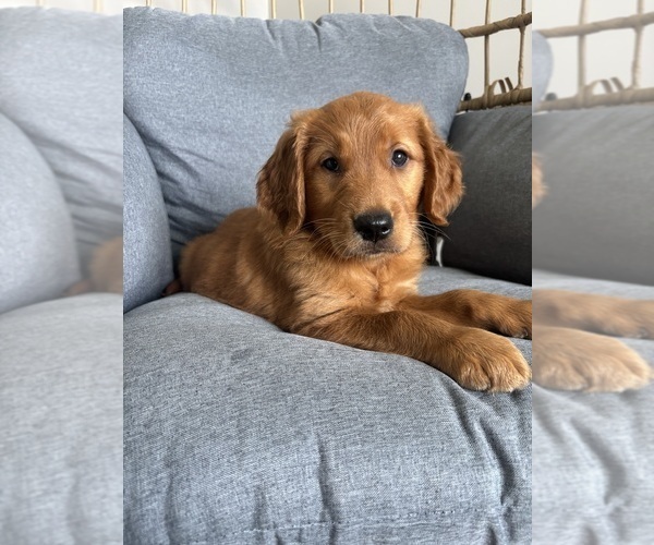 Medium Photo #6 Golden Retriever Puppy For Sale in INDIANAPOLIS, IN, USA