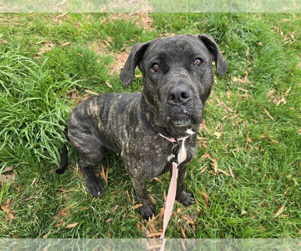Medium Photo #6 American Pit Bull Terrier-Unknown Mix Puppy For Sale in Millersville, MD, USA