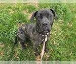 Small #5 American Pit Bull Terrier Mix