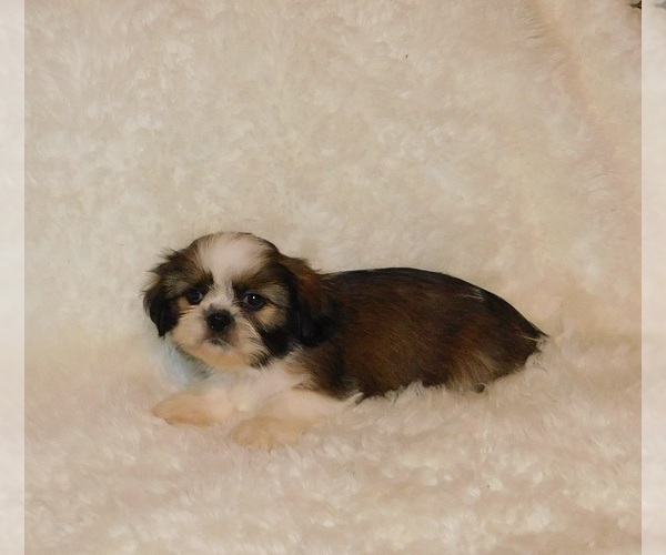 Medium Photo #1 Shih Tzu Puppy For Sale in WARRENSBURG, MO, USA
