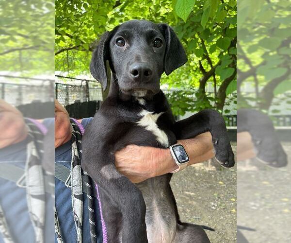 Medium Photo #1 Mutt Puppy For Sale in Elmsford, NY, USA