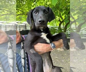 Mutt Dogs for adoption in Elmsford, NY, USA