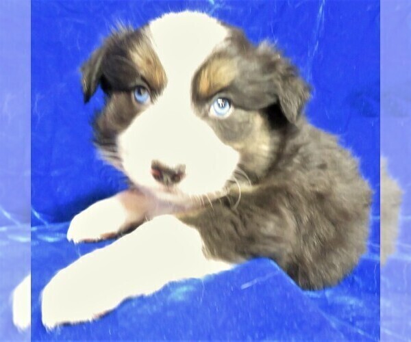 Medium Photo #2 Australian Shepherd Puppy For Sale in HARTVILLE, MO, USA