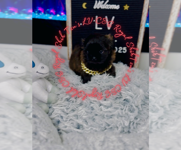 Medium Photo #7 Shih Tzu Puppy For Sale in ATHENS, GA, USA