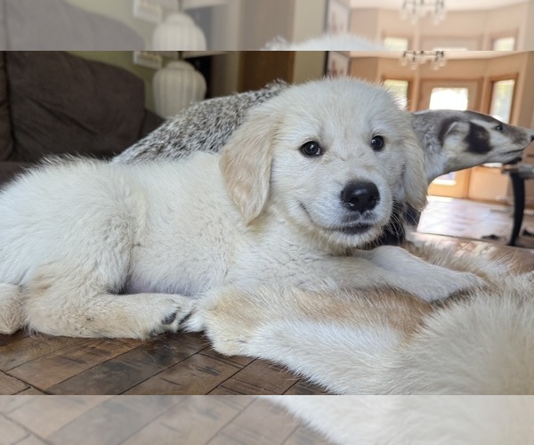 Medium Photo #1 Golden Retriever Puppy For Sale in FORDLAND, MO, USA
