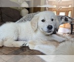 Small Golden Retriever