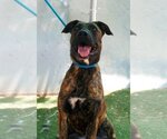Small Mastiff Mix