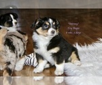 Small Photo #10 Aussie-Corgi Puppy For Sale in LIND, WA, USA