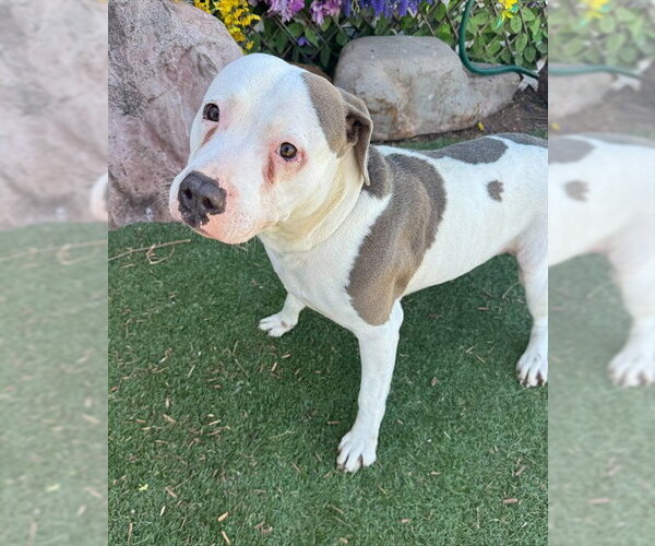 Medium Photo #1 American Staffordshire Terrier-Unknown Mix Puppy For Sale in Oklahoma City, OK, USA