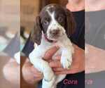 Puppy Puppy 3 English Springer Spaniel