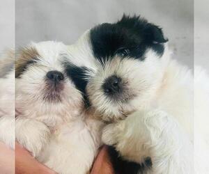Shih Tzu Puppy for sale in CHULA VISTA, CA, USA