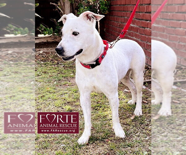 Medium Photo #3 American Staffordshire Terrier-Rat Terrier Mix Puppy For Sale in Marina del Rey, CA, USA