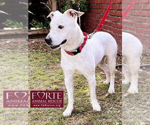 Stella - Female Bull Terrier-Dalmatian Mix Dog for Adoption - Photo #3
