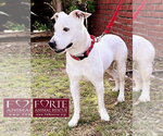 Small #2 American Staffordshire Terrier-Rat Terrier Mix