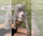 Small Photo #13 American Bully Puppy For Sale in LAKE STATION, IN, USA