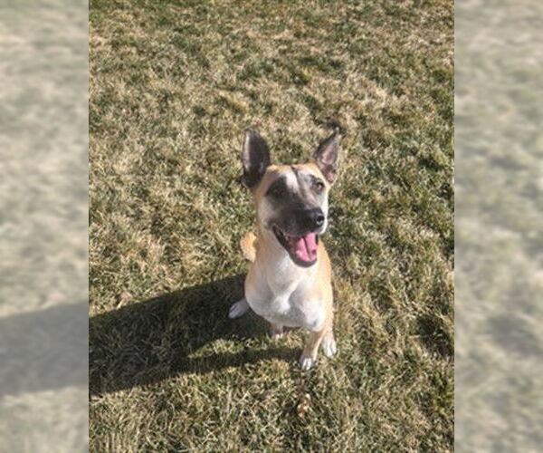 Medium Photo #1 Mutt Puppy For Sale in Ogden, UT, USA