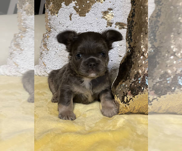 Medium Photo #2 French Bulldog Puppy For Sale in TUCSON, AZ, USA