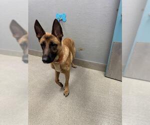 German Shepherd Dog-Unknown Mix Dogs for adoption in Las Vegas, NV, USA