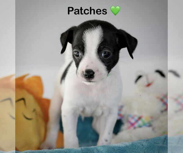 Medium Photo #1 Chihuahua-Unknown Mix Puppy For Sale in Corona, CA, USA