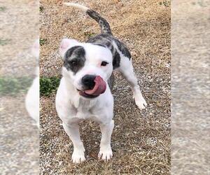 Mutt Dogs for adoption in Augusta, GA, USA