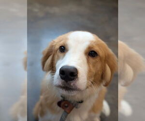 Collie-Unknown Mix Dogs for adoption in Boston, MA, USA