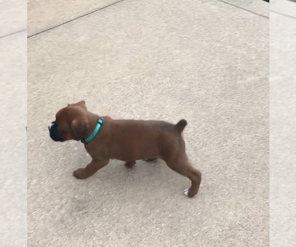 Medium Photo #4 Boxer Puppy For Sale in APPLE CREEK, OH, USA