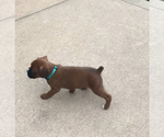 Small Photo #4 Boxer Puppy For Sale in APPLE CREEK, OH, USA