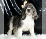 Small #2 Cocker Spaniel