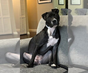 Orchid - Female Mutt Dog for Adoption - Photo #6