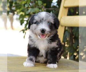 Aussie-Poo Puppy for sale in ARTHUR, IL, USA