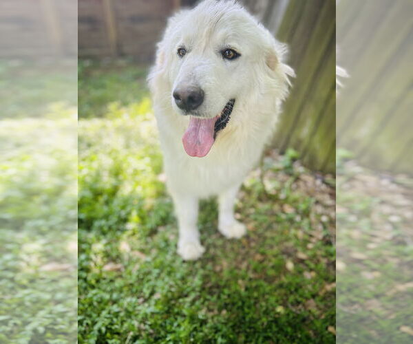 Medium Photo #2 Great Pyrenees Puppy For Sale in Spring, TX, USA