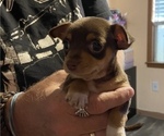 Small Photo #5 Chihuahua Puppy For Sale in ARANSAS PASS, TX, USA