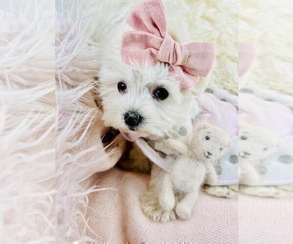 Medium Photo #3 Maltese Puppy For Sale in NEW YORK, NY, USA