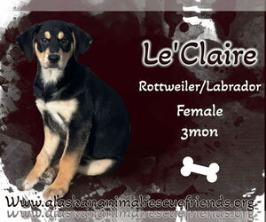 Labrottie Dogs for adoption in Anchorage, AK, USA