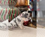 Small Photo #6 French Bulldog Puppy For Sale in HILTON, NY, USA