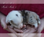 Small #8 Pembroke Welsh Corgi