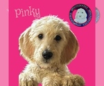 Puppy Pinky Poodle (Standard)-Spinone Italiano Mix