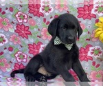 Small Photo #2 Shepradors Puppy For Sale in LANCASTER, PA, USA
