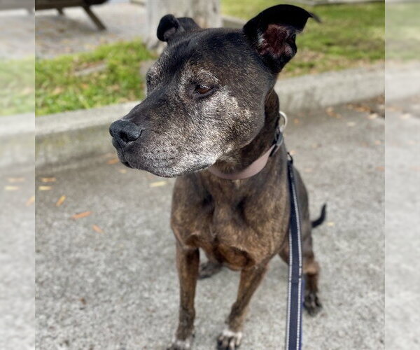 Medium Photo #1 Staffordshire Bull Terrier-Unknown Mix Puppy For Sale in Alameda, CA, USA
