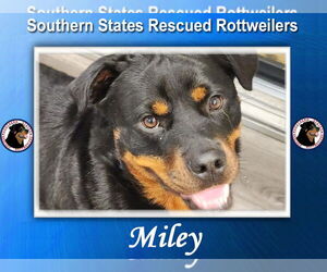 Rottweiler Dogs for adoption in White Hall, AR, USA