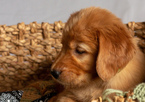 Small Photo #16 Golden Retriever Puppy For Sale in EX SPGS, MO, USA