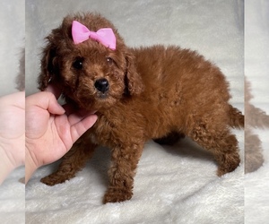 Poodle (Miniature) Puppy for sale in ROSEMEAD, CA, USA