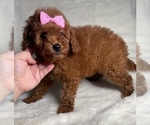 Small Photo #1 Poodle (Miniature) Puppy For Sale in ROSEMEAD, CA, USA