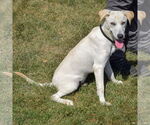 Small #4 Catahoula Leopard Dog Mix