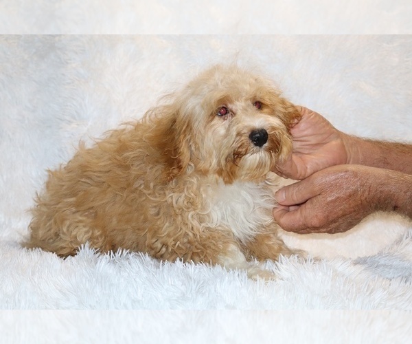 Medium Photo #12 Cockapoo (Miniature) Puppy For Sale in DYERSBURG, TN, USA
