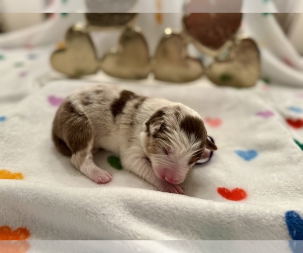 Medium Photo #3 Border Collie Puppy For Sale in MARYVILLE, TN, USA