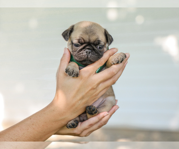 Medium Photo #2 Pug Puppy For Sale in LIBERTY, KY, USA